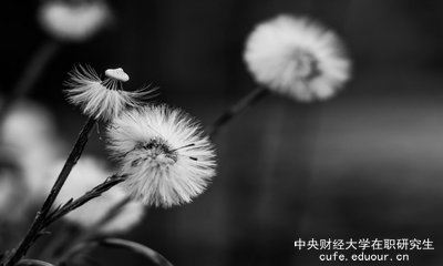 想上中央財(cái)經(jīng)大學(xué)在職研究生去哪里報(bào)名？
